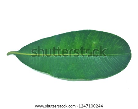 Green leaf of Devil Tree (Alstonia scholaris, Dita, Shaitan wood or APOCYNACEAE White Cheesewood). Asia Herb on White Background