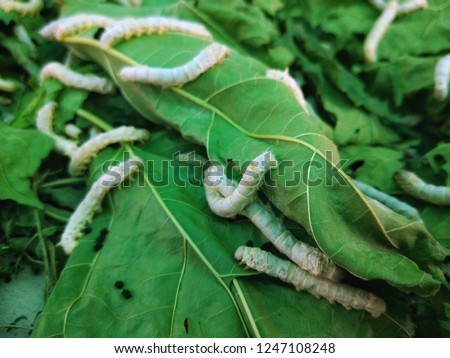 The silkworm is the larva or caterpillar of the domestic silkmoth, Bombyx mori. It is an economically important insect, being a primary producer of silk. Royalty-Free Stock Photo #1247108248