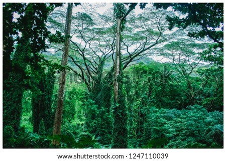 Hawaiian Jungle Trees