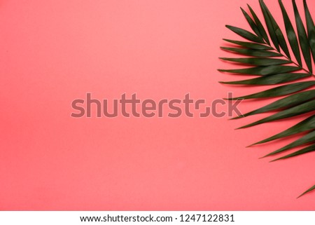 Trendy summer tropical leaves on сoral background.  Bright summer color. Minimal style