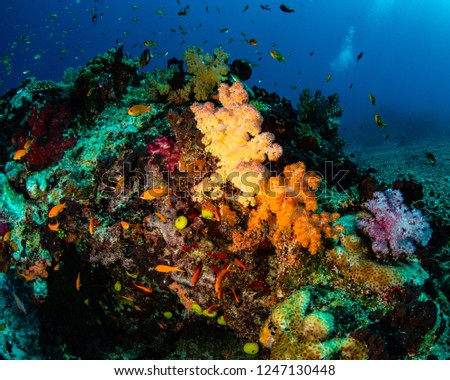 Yellow orange and purple soft corals in Fiji