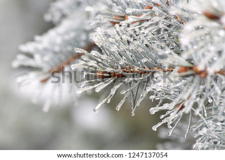 The branches of blue spruce or pine. Needles are covered with frost and water droplets. Christmas background. Selective focus, close-up.