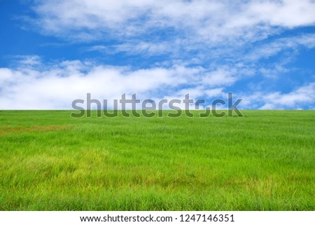 Green field with blue sky for baackground