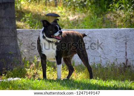 Happy Boston Terrier Chihuahua Dog Playing Outside in the Backyard
