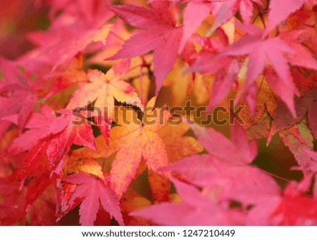 Autumn Maple - Maple leaves light up with fall color. Sonoma County, California, USA