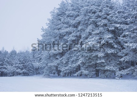 Winter frosty day with hoarfrost on the trees. Nature in the vicinity of Pruzhany, Brest region,Belarus.