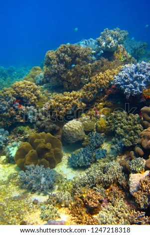 Healthy rich coral reef in the vivid blue water. Colorful corals and fish in the shallow sea. Snorkeling on the coral reef with tropical fish. Underwater seascape photography.
