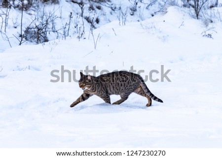 Tabby cat walks in fresh snow in the winter forest