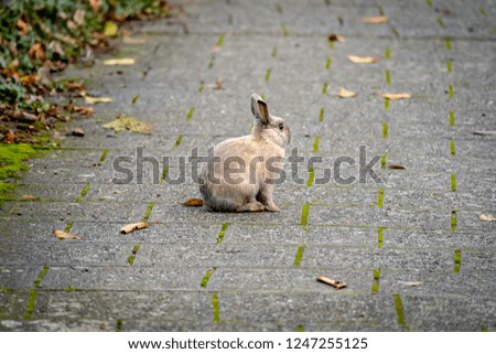Wild rabbits in town