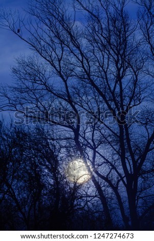 Moon and moonlight shining through the bare winter trees with a dark night blue sky