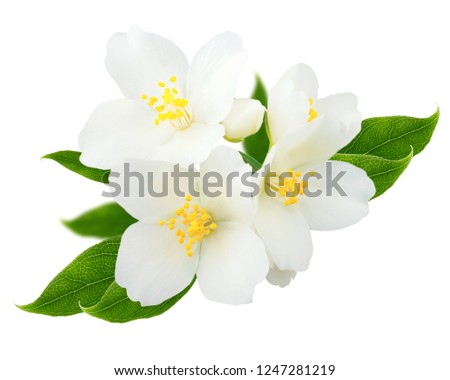 Jasmine branch isolated on white background Royalty-Free Stock Photo #1247281219