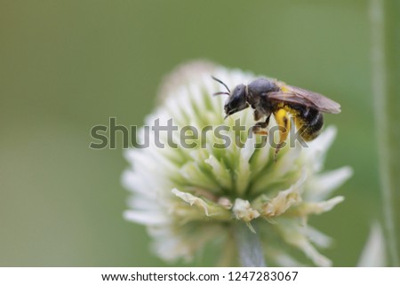 Bright and juicy positive summer macro shot with a bee pollinating a clover flower.