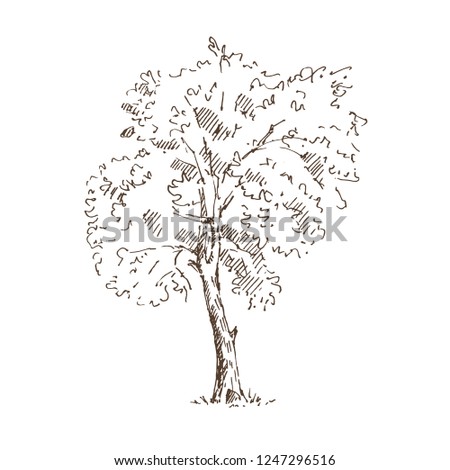 Hand drawn tree. Sketch. Vector illustration.