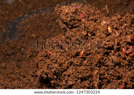 Worm castings, vermicompost, vermicast with earthworms, organic natural fertilizer is an excellent product for soil and plants.