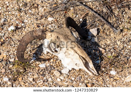 The remains of the hoofed goat in the mountains on the greece island of Thassos