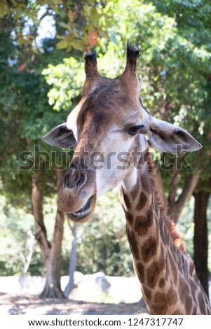 Front on view of a giraffe against green foliage and blue sky background. 