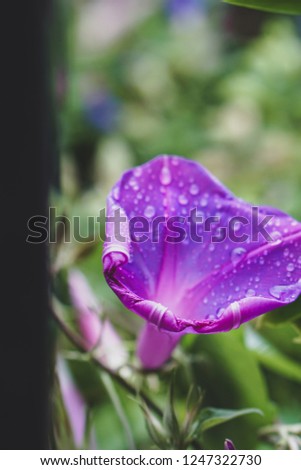 Purple blueish morning glory (ipomoea oenotheroides) close up. Rain droplet on the surface of purple morning glory flower