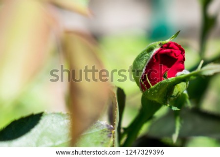 Natural floral background. Multi-colored roses and daisies. Red and yellow. Summer in the garden. Cute and fresh picture with buds and flowering plants.
