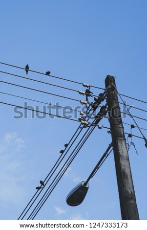 Group of birds is sitting on the power line cable on the cloudy sky background.