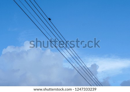 Group of birds is sitting on the power line cable on the cloudy sky background.