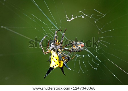 Spiny spider on web