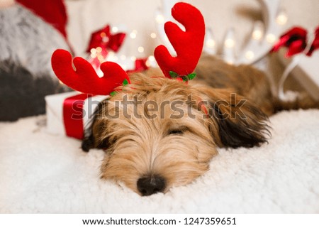 Lovely, cute puppy with reindeer antlers obediently sitting next to Christmas presents, gift boxes with red ribbons on white, fluffy, cozy blanket. Glowing reindeer decoration and fairy lights.
