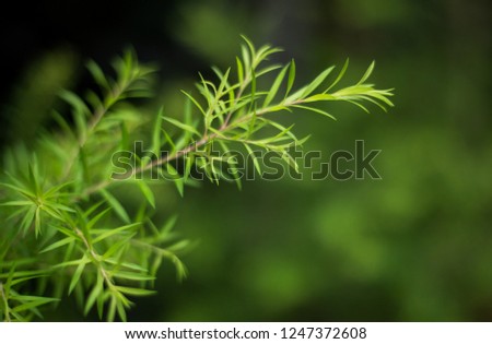 A branch of green leaves, tropical tree leaf background