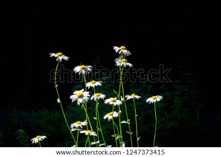 Chamomile. Extract of Italian chamomile Matricaria recutita is considered strong tea. It was used in phytotherapy as antimicrobial and anti-inflammatory. It is also used in ointments and lotionsinfect Royalty-Free Stock Photo #1247373415