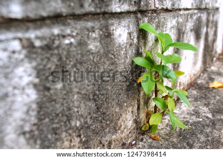 Small tree Growing up beside the wall