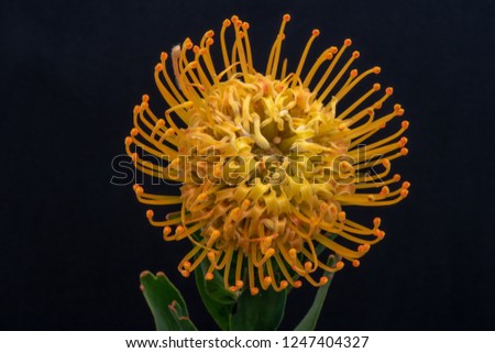 top view macro of a yellow leucospermum/pincushion protea blossom on black background, surrealistic floral image of a single isolated bloom with detailed texture