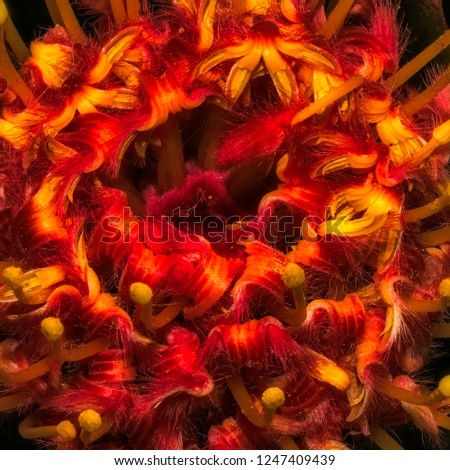 surrealistic vintage macro of a red yellow glowing protea blossom, fine art still life floral image of the inner of a single isolated bloom with detailed texture in painting style
