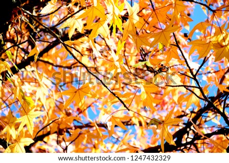Beautiful colors of tree's leaves changing color in autumn season, bottom view see leaves through sky, romantic moment of life.