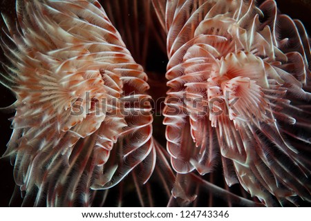 A Feather duster worm (Protula magnifica) has feeding structures that consist of two spirally coiled tufts of pinnate tentacles.