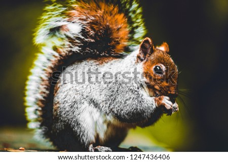 Red Squirrel Stover park UK