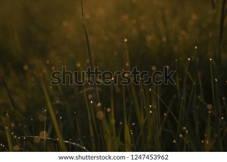 Bright grass covered with dew drops sparkles in the sun early in the morning in the field