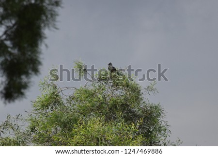 Cyprus bird in the forest