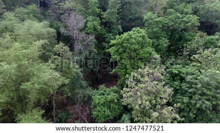 Various types of tropical forest in the hills at Indonesia.