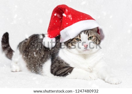 Christmas cat in red Santa Claus hat and snow flakes on white background