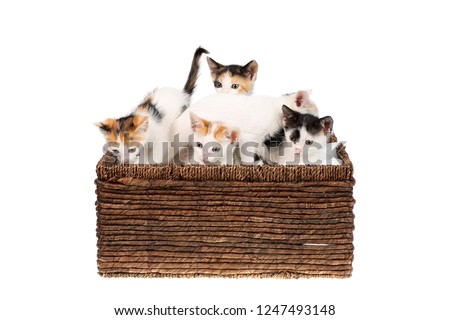 Five cute, two months old calico kittens in a wicker basket, isolated on white. Curious baby cat siblings, looking in different directions
