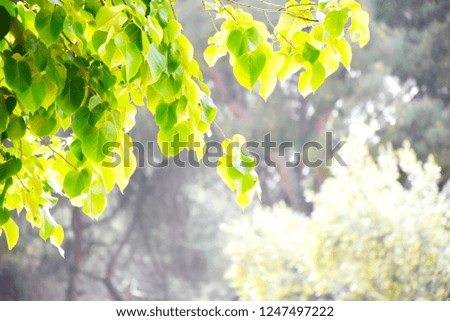 Branch of green foliage against on blurry dark forest wood background, many leaves hanging on top of picture with space light color, good environment concept  