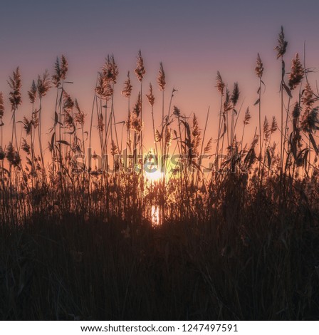 sunrise lake meadow landscape