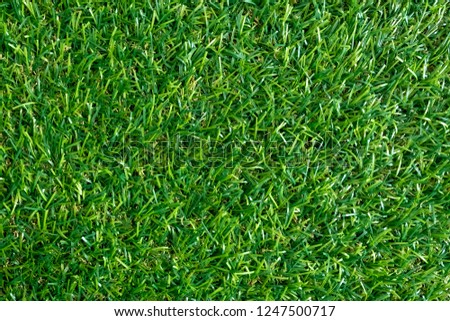 Green grass texture for background. Green lawn pattern and texture background. top view.