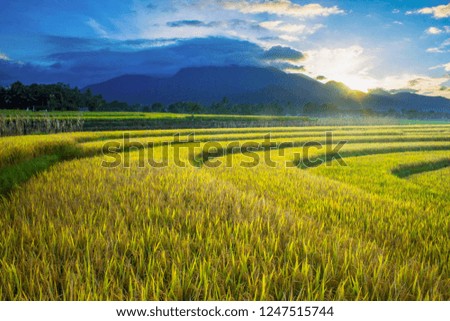 beauty morning in mountain range indonesia, amazing light of sun with yellow paddy fields in nnorth bengkulu regency