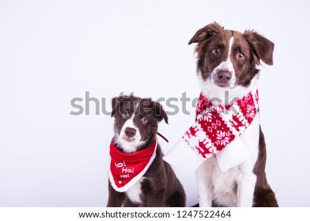 adorable christmas portrait of two australian shepherds in the photo studio on the white background
