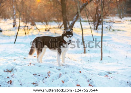 Bi-eyed husky stands majestically on a snowdrift in a winter park
