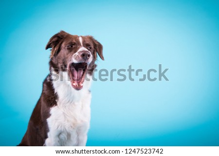 adorable christmas portrait of amazing yawning brown australian shepherd in the photo studio on the blue background
