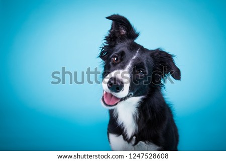 portrait of amazing healthy and happy smart black and white border collie in the photo studio on the blue background
