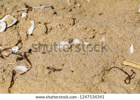 Small shells lying on sandy sea shore. Close up of beach sand and it's structure.