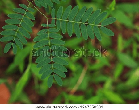 blur background from variety of green plant leaves shallow depth of field under shiny sunlight and environment in nature outdoor for relax mood backdrop and background