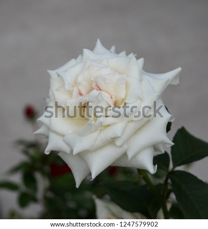 A close-up photograph of a beautiful white rose in Brisbane, Australia. 